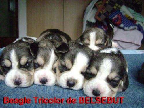 Cachorros beagle tricolor de belsebut