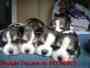 Cachorros BEAGLE tricolor de BELSEBUT