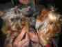 Yorkshire Terrier hermosos cachorros con papeles