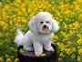 PELUQUERIA CANINA