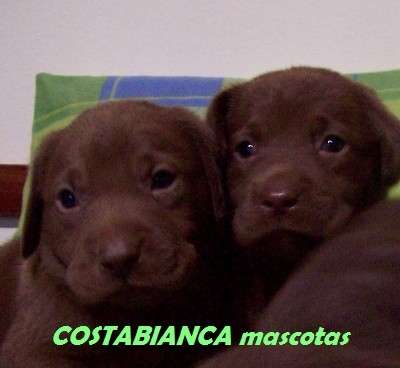Cachorros labrador chocolate fca costabianca mascotas