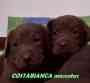 Cachorros Labrador Chocolate FCA Costabianca mascotas