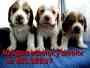 Cachorros BEAGLE tricolor  y bicolor de BELSEBUT