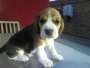 Cachorro Beagle Puro Vacunado 60 días