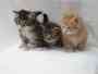CRIADORES DE GATOS ;
