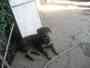 Rottweiler necesita familia adoptiva urgente