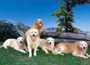 Cachorros golden retriever exelente pedigrre!!!