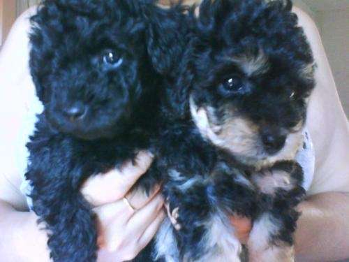 Vendo Caniche Mini Toy Negro Y Arlequin En Misiones Animales Mascotas