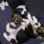 Cachorros beagle!!!!