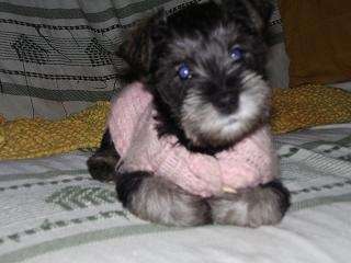 Guarderia y pensionado canino