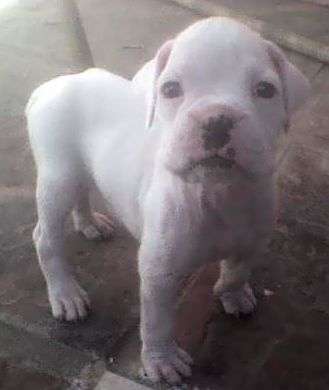 Vendo Boxer Hembra En Santa Fe Animales Mascotas