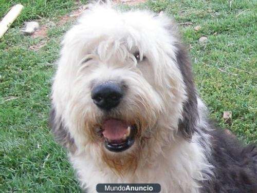 Encantada de conocerte Temblar Evaluación Regalo pastor ingles en Buenos Aires - Animales / Mascotas | 240973