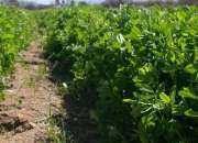 Usado, Venta de fardos de alfalfa de primera calidad segunda mano  Argentina 