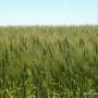 Venta de Campos URUGUAY