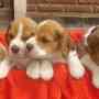 Vendo cachorros beagle [011-1567502735]