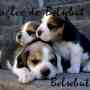 cachorros beagle de BELSEBUT!!!