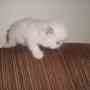 gatos persas himalayos blancos