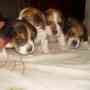 Vendo Cachorros Beagle FCA