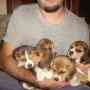 vendo cachorros de beagle tricolor de 13 pulgadas
