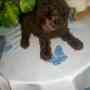 Cachorro de Caniche toy marron chocolate
