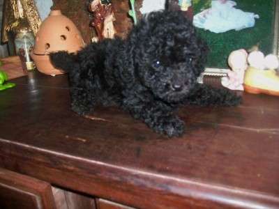 Caniche Toy Negro Con Pedigre De Fca En Buenos Aires Animales Mascotas