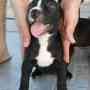 CACHORROS AMERICAN PIT BULL TERRIER BLACK NOSE