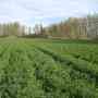 Fardos de alfalfa pura - excelente calidad