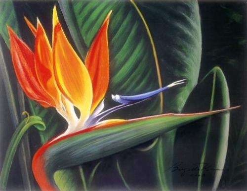 $330- plantas de flor de pájaro strelitzia reginae en Capital Federal -  Decoración y jardín | 368303