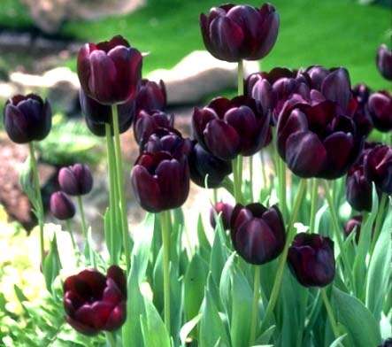 Bulbos de tulipán negro, "la reina de la noche"