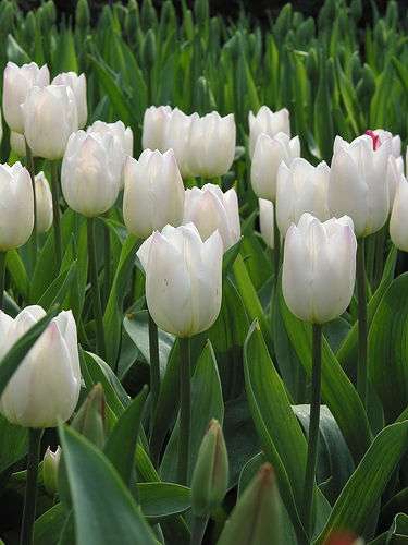 Bulbos de tulipanes