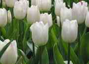Bulbos de Tulipanes