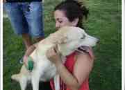 Cachorra 7 meses Milka muy buena y cariñosa