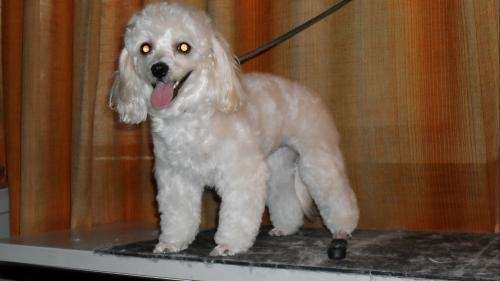 Peluqueria canina profesional todas las razas ! promocion x razas voy a domicilio en zona sur, c.f