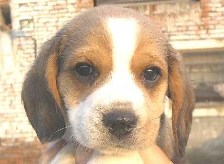 El beagle: un miembro mas de la familia