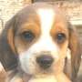 El beagle: Un miembro mas de la familia