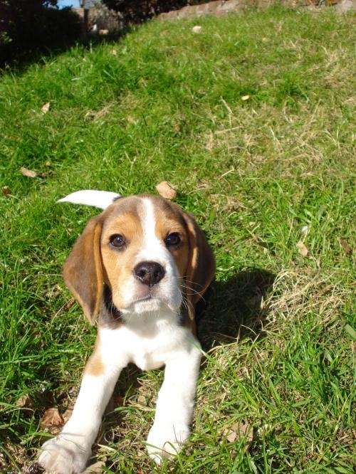 Cachorro beagles de 13" excelente pedigree.