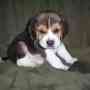 Cachorros beagles Kalter Hound - Atención hay gris azulados