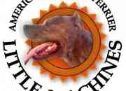 Cachorros American Pit Bull Terrier, Bull Terrier & Sataffordshire Bull Terrier
