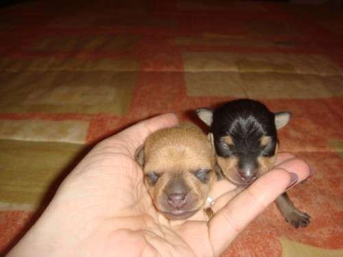 Bebes Mini Pinscher En Capital Federal Animales Mascotas