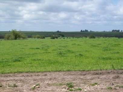 Campos en uruguay::::forestal:::::agricola y ganadero