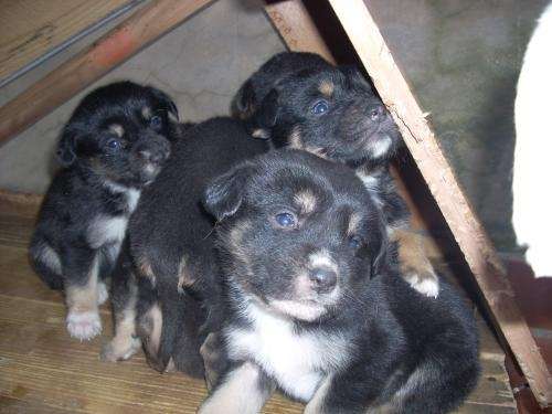 Regalo cachorros