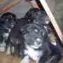 REGALO CACHORROS