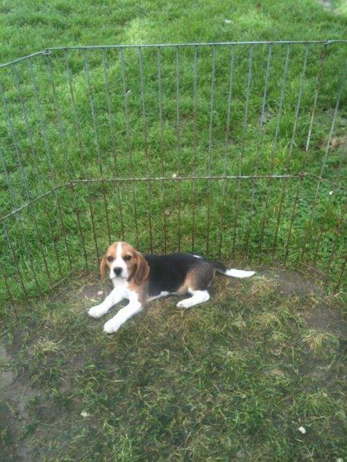 Cachorros de beagle 13" tricolor y bicolor bellisimos!!!!