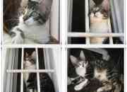 Gatito en Adopcion