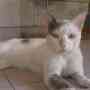 GATITO MUY BUENO Y DULCE BUSCA UN BUEN HOGAR
