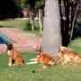 Pensionado canino