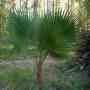 Venta de palmeras (Washingtonia - hoja en abanico)