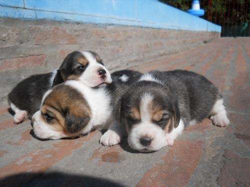 Cachorros beagle kalter hound fca - la plata