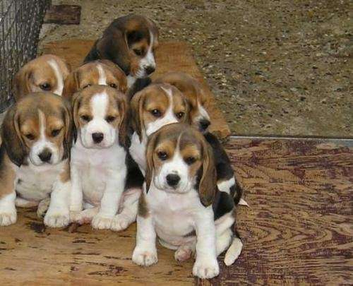Cachorros de beagle 13 pulgadas