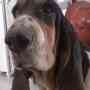 BUSCO NOVIO PARA SASHA!! Basset hound